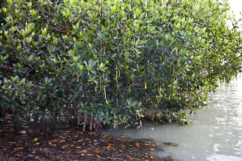 Red Mangrove Growing in Cloudy Water at the Florida Campgrounds of Everglades National Park