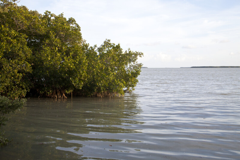 Red Mangrove Growing in Water at the Florida Campgrounds of Everglades National Park