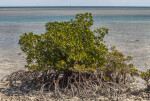 Red Mangrove Prop Roots and Leaves