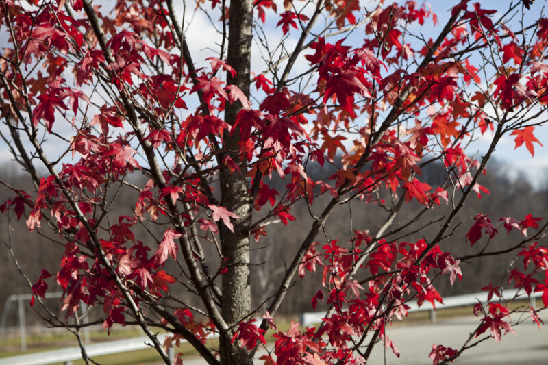 Red Maple Branches and Leaves