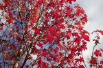 Red Maple During Fall