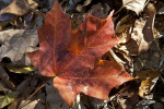 Red Maple Leaf at Evergreen Park