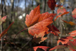 Red Maple Leaf with Red Petiole