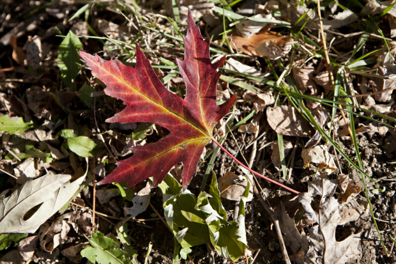 Red Maple Leaf with Yellow Lines
