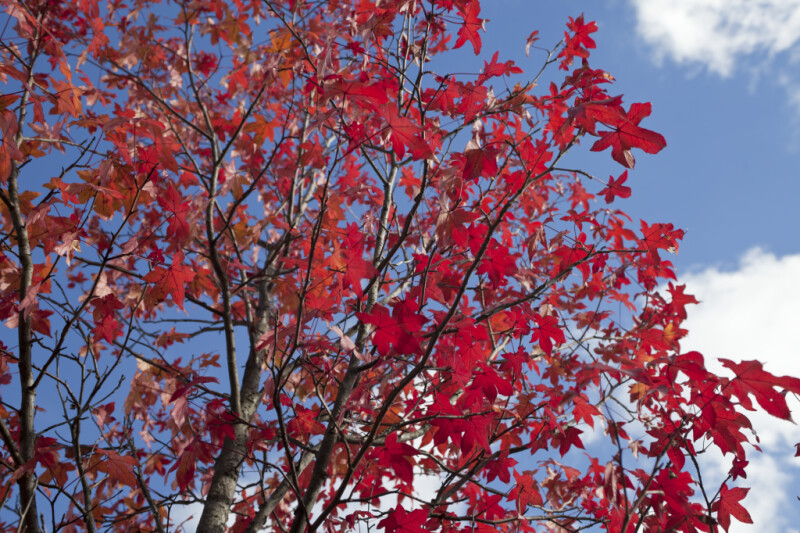 Red Maple Leaves and Branches