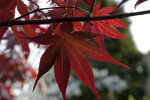 Red Maple Leaves of Various Sizes