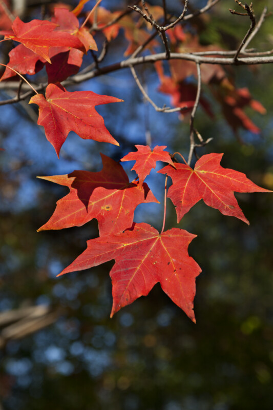 Red Maple Leaves with Yellow Veins