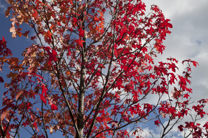 Red Maple Pictured Against Cloudy Sky
