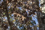 Red Oak Leaves