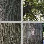 Red Oak Trees photographs