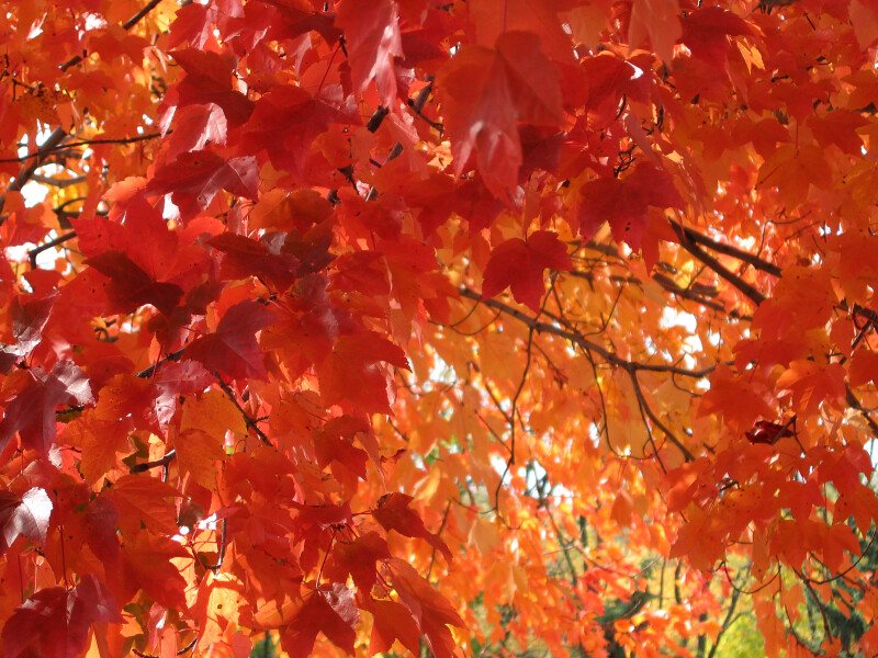 Red-Orange Autumn Leaves