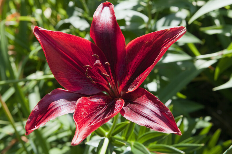 Red Oriental Lily Flower