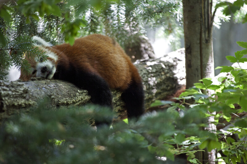 Red Panda Lying on a Log