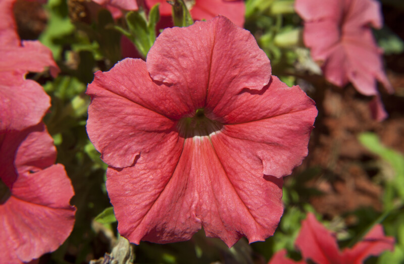 Red Petunia Flower