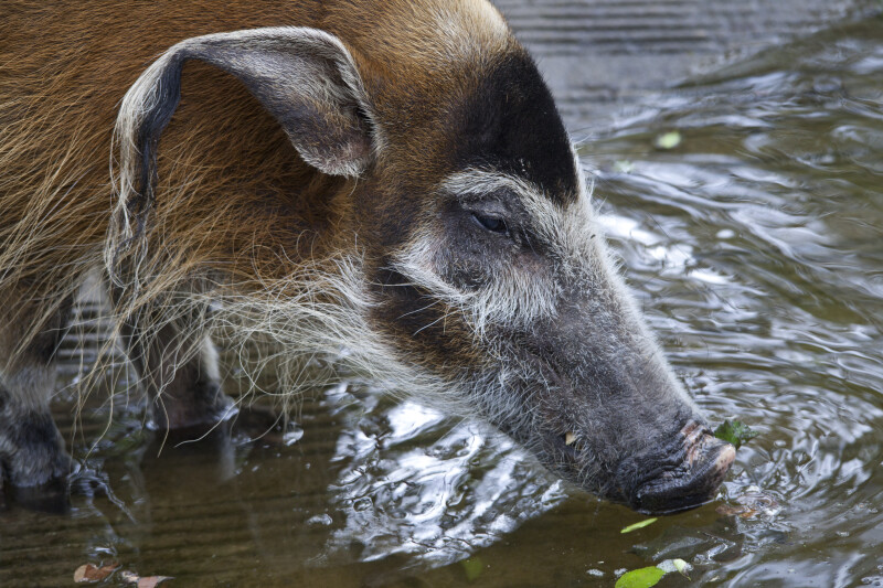 Red River Hog Drinking Water
