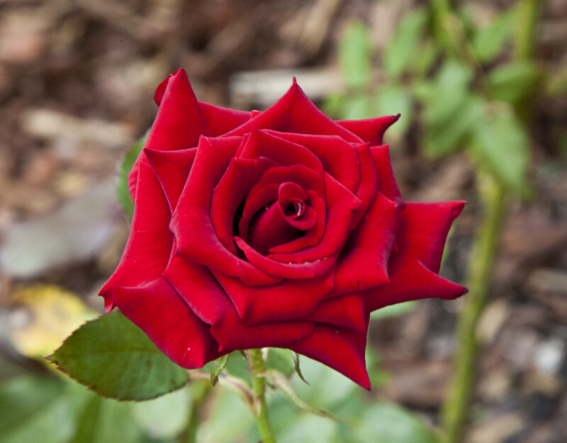 Red Rose Flower at the Washington Oaks Gardens State Park