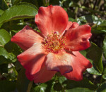 Red Rose Flower with Yellow Stamens