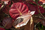 Red, Rounded Sea Grape Leaves