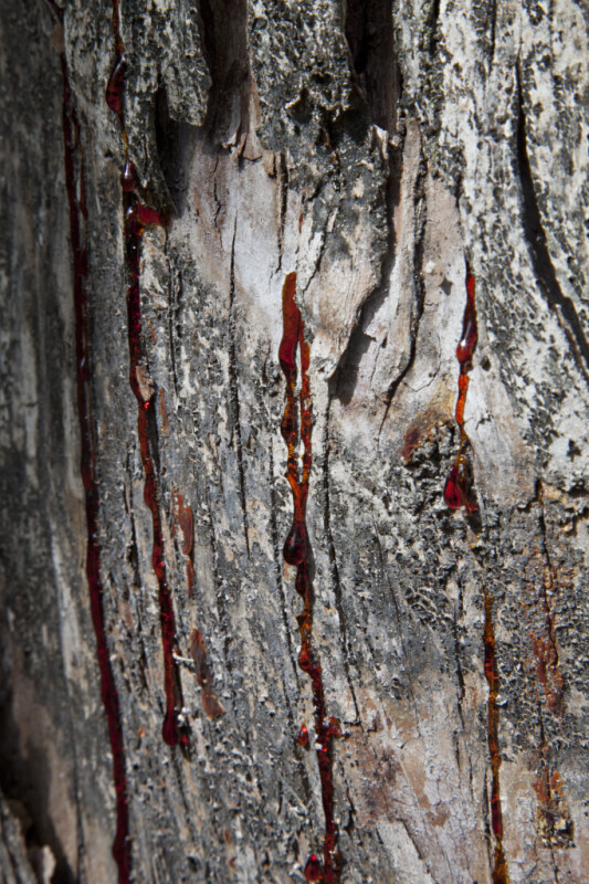 Red Sap Dripping from Bark of Tree