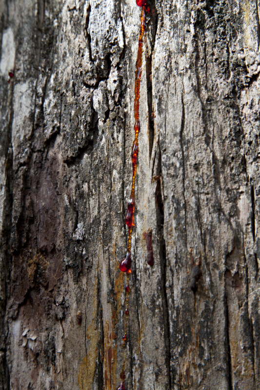 Red Sap Oozing From Tree