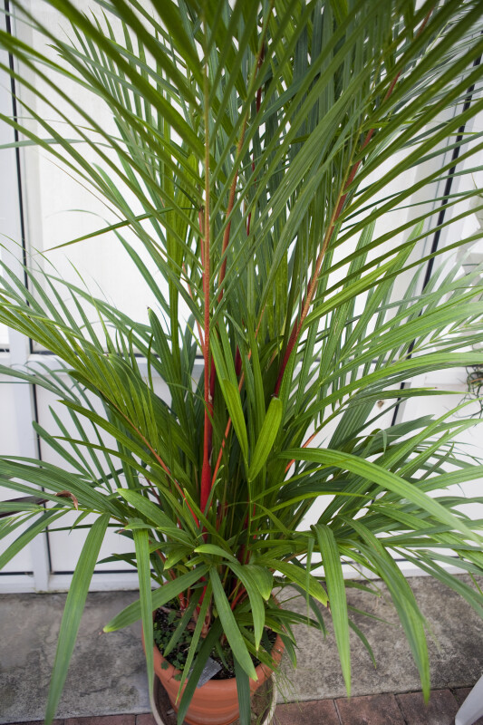 Red Sealing Wax Palm  (Cyrtostachys renda)