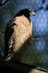 Red-Shouldered Hawk Close-up