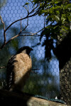 Red-Shouldered Hawk in the Shade