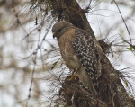 Red-Shouldered Hawk Looking at the Ground