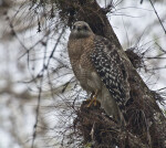 Red-Shouldered Hawk Looking off into the Distance