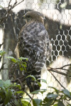 Red-Shouldered Hawk on Branch