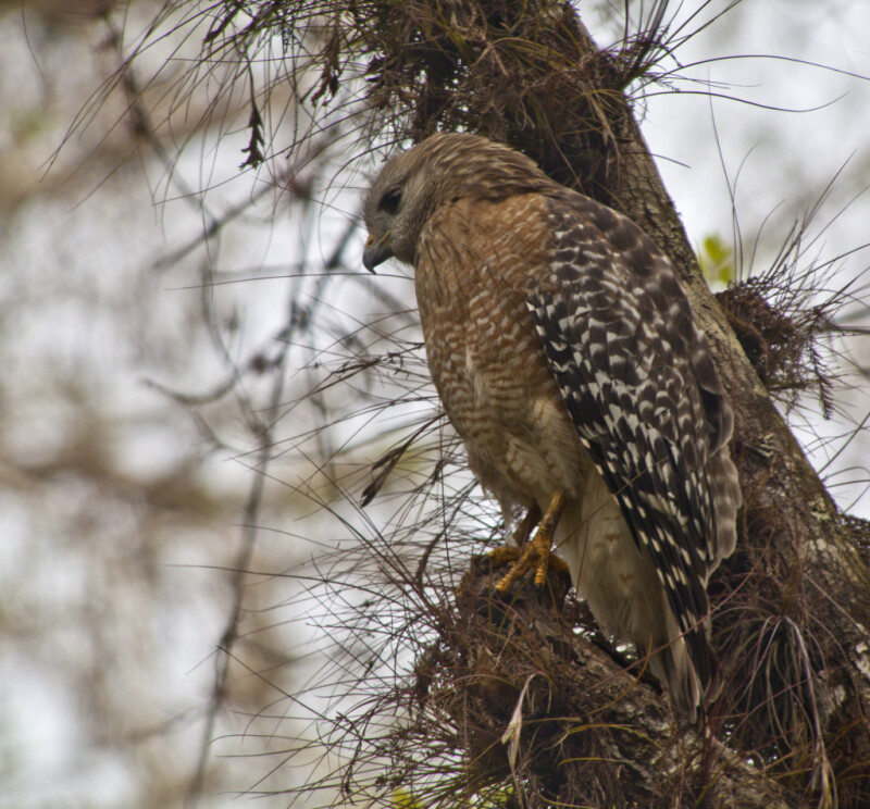 Red-Shouldered Hawk Perched on Tree Branch
