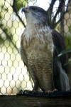 Red-Shouldered Hawk