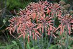 Red Soap Aloe Flowers on a Branched Stalk