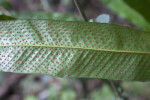 Red Spores on the Underside of a Fern Leaf