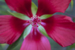 Red Stigma Pads and White Anthers of a Swamp Hibiscus