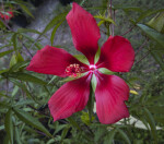 Red Swamp Hibiscus Flower