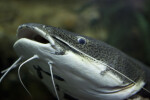 Red-Tailed Catfish Close-up