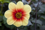 Red-Yellow Hybrid Dahlia Flower