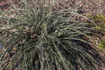 Red Yucca Leaves