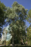 Redbox Gum Tree at Capitol Park in Sacramento
