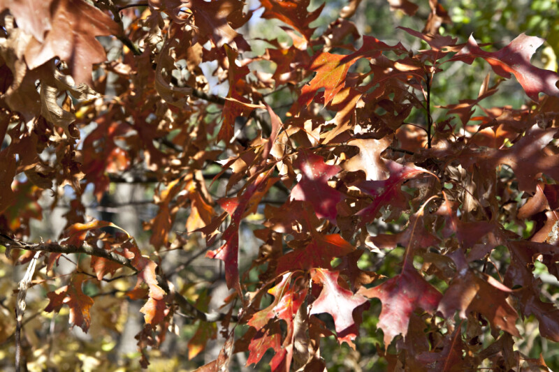 Reddish-Brown Oak Leaves at Evergreen Park