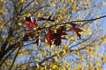 Reddish-Brown Oak Leaves on a Branch at Evergreen Park
