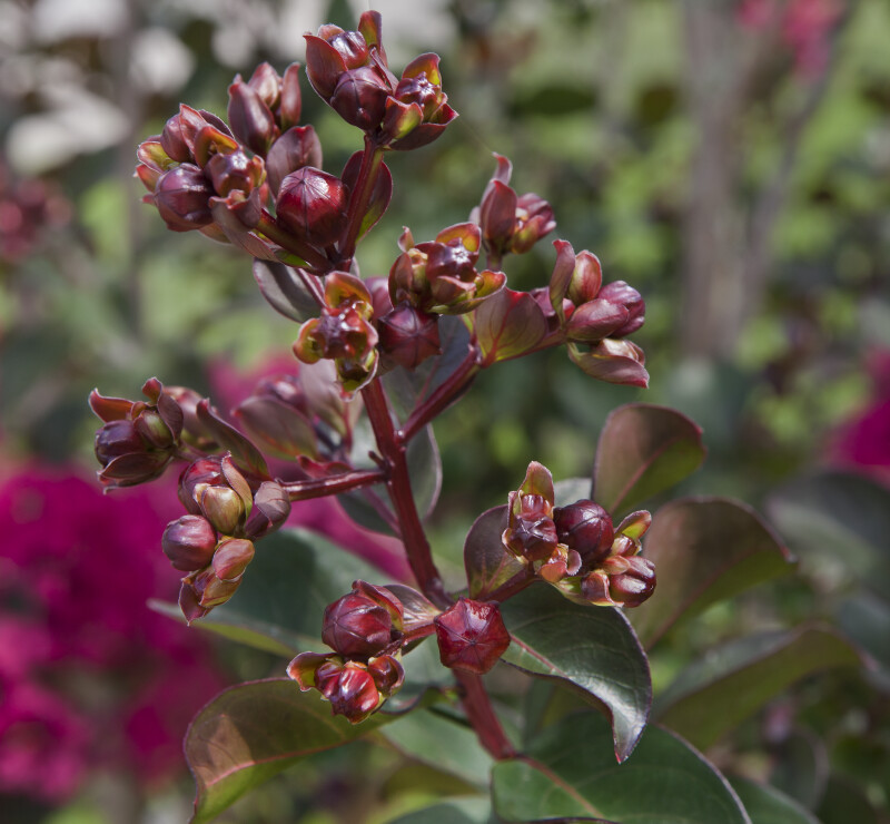 Reddish-Brown Plant