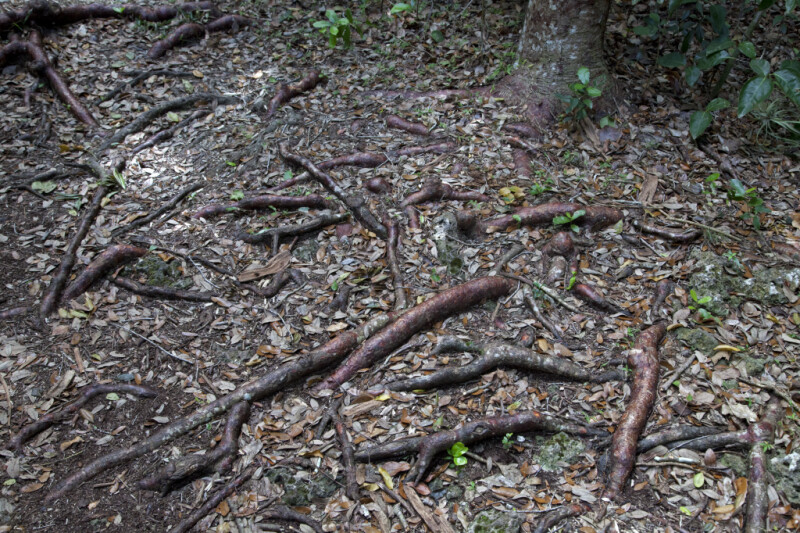 Reddish-Brown Roots at Long Pine Key of Everglades National Park