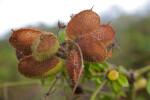 Reddish-Brown Seed Pods with Spines