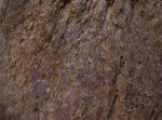 Reddish-Brown Tree Bark with Fibrous and Smooth Surfaces