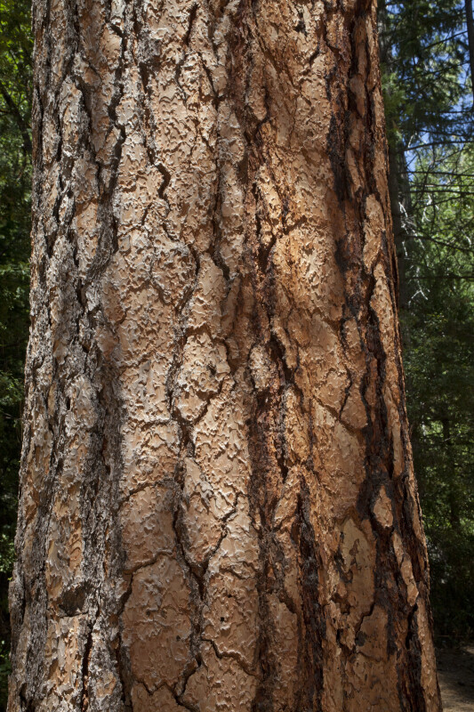 Reddish-Brown Tree Bark