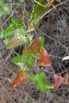 Reddish-Green, Rounded, Arrowhead-Shaped Leaves