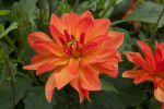 Reddish-Yellow Hybrid Dahlia Flower