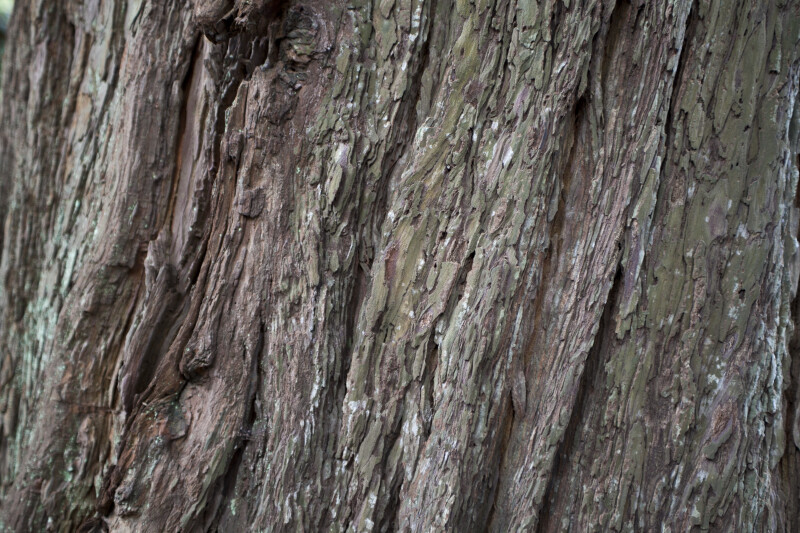 Redwood Bark Detailed View